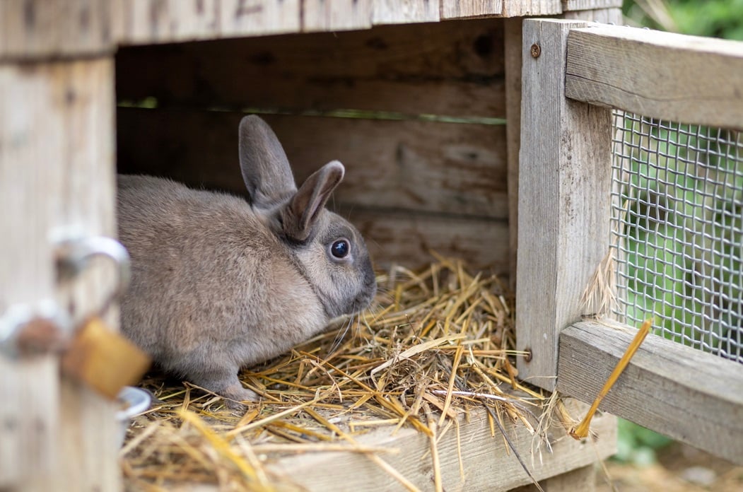 How to Build a Rabbit Hutch with an Onduline Roof