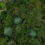 Tree house