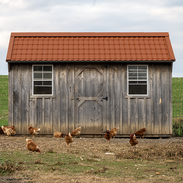 INNOLINE® Sienna Chicken Coop