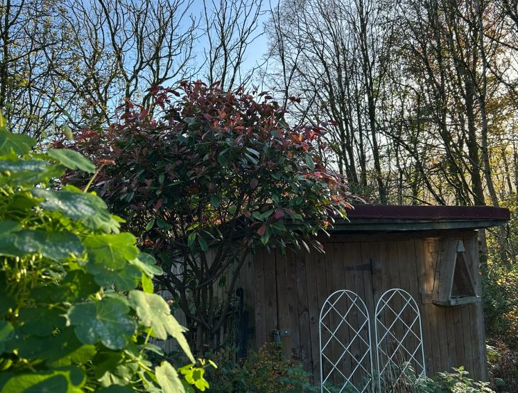ONDUVILLA tiles on allotment shed