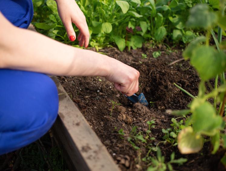 Planting in a garden bed