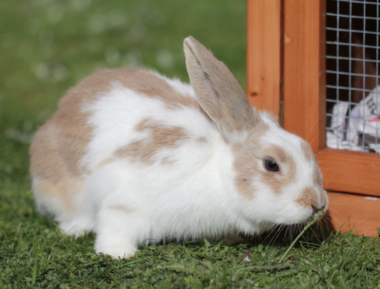 Rabbit next to a hutch