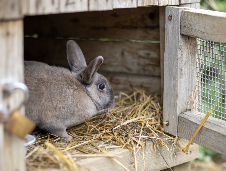 A brown rabbit in a hutch