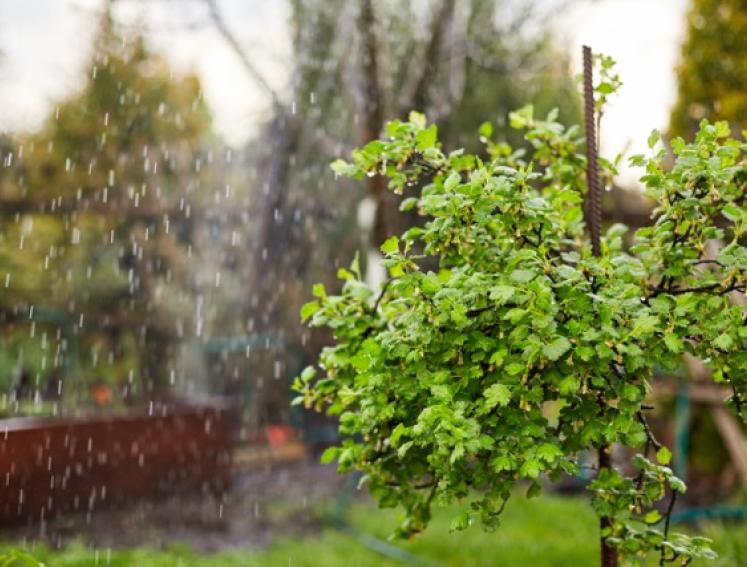 A garden in the rain