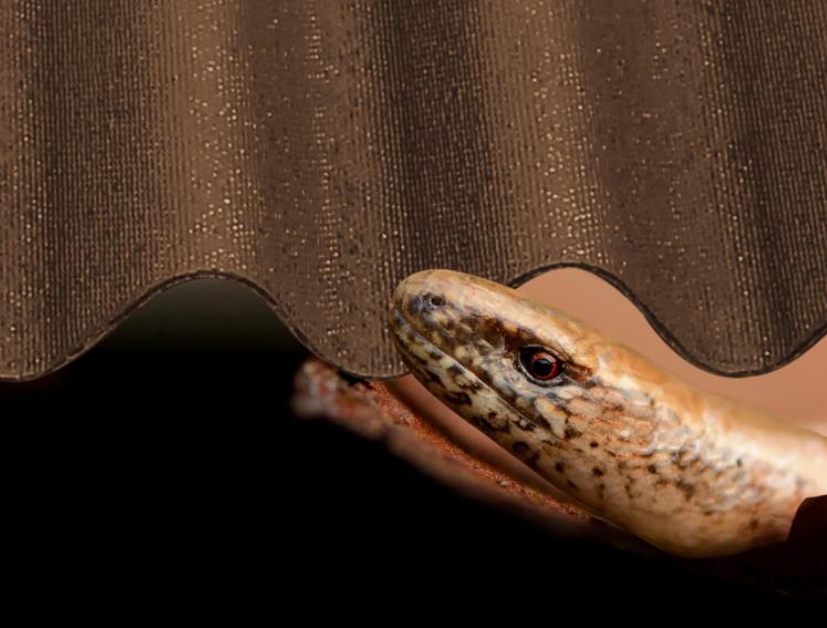 A slow worm using Onduline roofing sheets as shelter