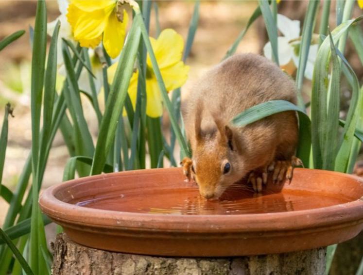 A squirrel drinking water from a garden water station