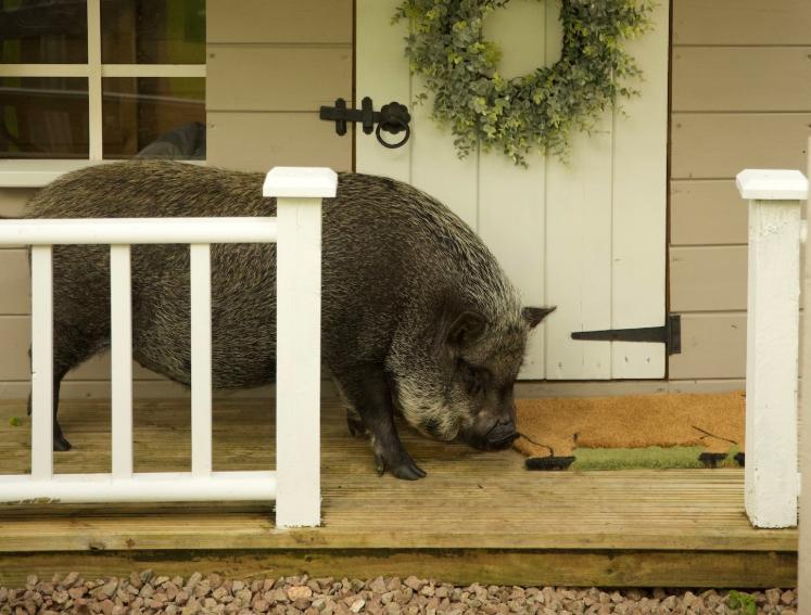 A pig and its pig house