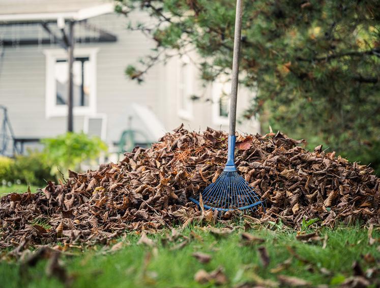 A garden rake in a pile of leaves in