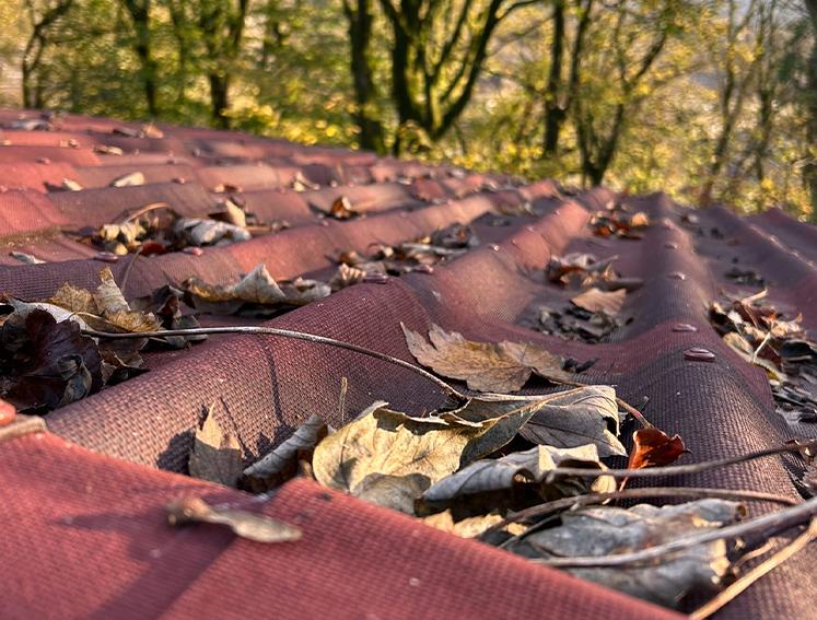 Roof with leaves and debris