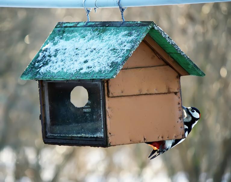 woodpecker on wooden birdfeeder