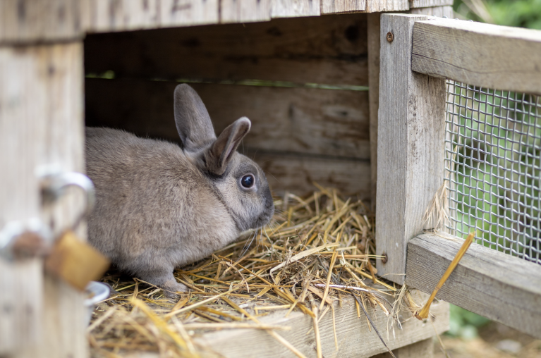Rabbit in a hutch
