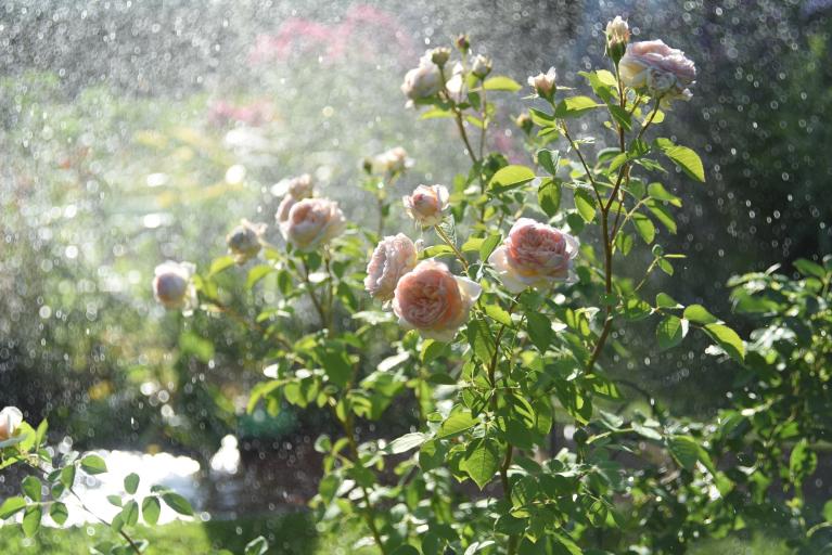 A garden in the rain